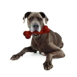 Nylabone DuraChew Monster Bone - Bison -Perfect Care Shop 94898 nylabone durra chew monster hs 05 1