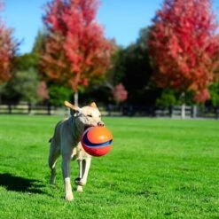 Chuckit! Kick Fetch -Perfect Care Shop 99703 petmate chuckit kick fetch large hs 06 3