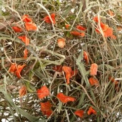 Greenwoods Meadow Hay 3kg -Perfect Care Shop greenwoods heu 2 1