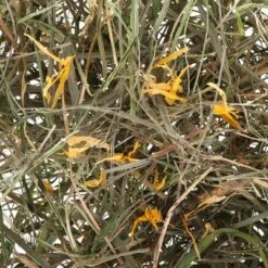 3kg Greenwoods Meadow Hay Mixed Trial Pack -Perfect Care Shop greenwoods heu l wenzahn 0 1