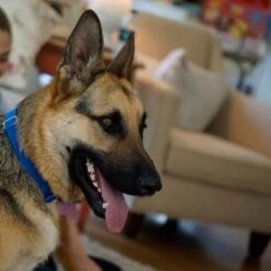 PetSafe® Extreme Weather Pet Door -Perfect Care Shop petsafe hundeklappe extremeweather hs 03 1