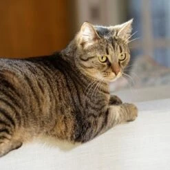 PetSafe® Extreme Weather Pet Door -Perfect Care Shop petsafe hundeklappe extremeweather hs 03 3