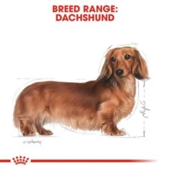 Royal Canin Dachshund Adult -Perfect Care Shop rc bhn dachshund cv eretailkit 1 9