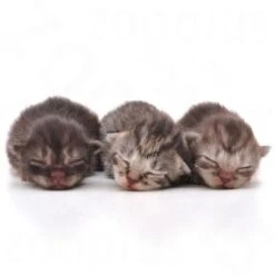 Royal Canin Babycat Milk -Perfect Care Shop rc catmilk2 6