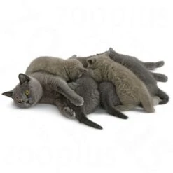 Royal Canin Babycat Milk -Perfect Care Shop rc catmilk 5