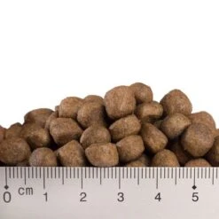 Feringa Adult Fish -Perfect Care Shop x008 0